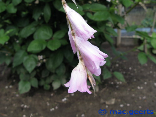 Dierama pendulum